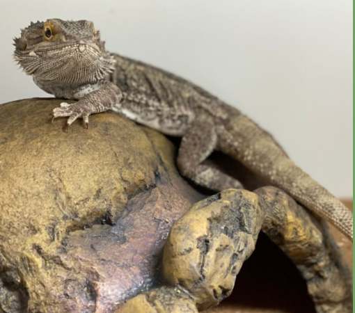 A bearded dragon in the Reptile Room