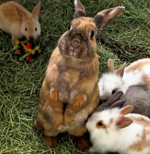 A group of rabbits in the Barnyard