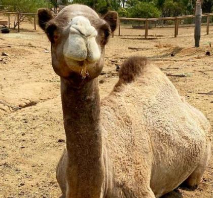 Cairo the Camel at Alpine Acres