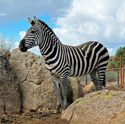 Bamboo the Zebra in her pasture