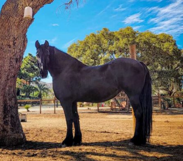 A Friesian horse in the Big Farm pasture