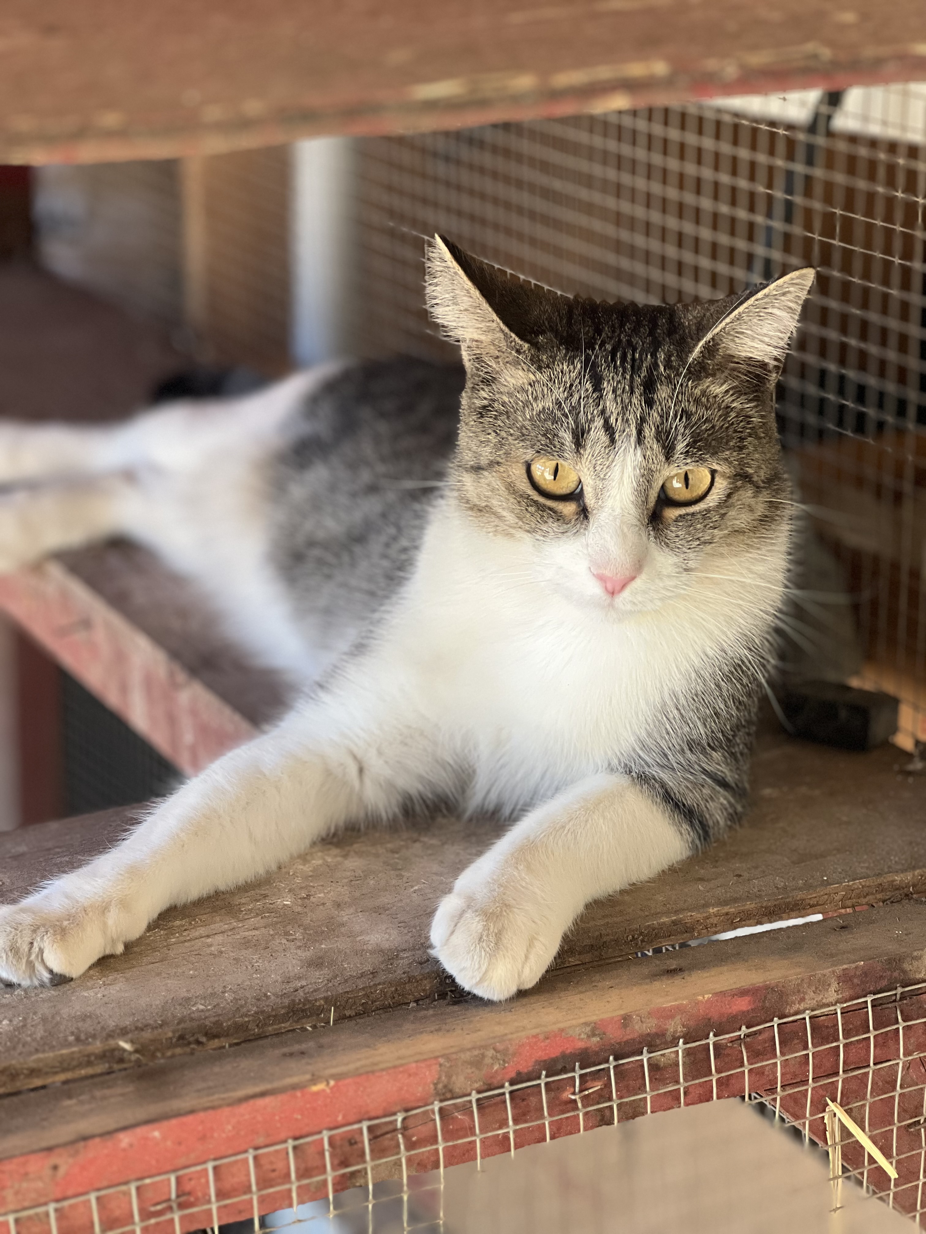 Spike the cat at Alpine Acres